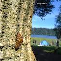 Cicada Exuvia