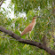 Nankeen Night Heron