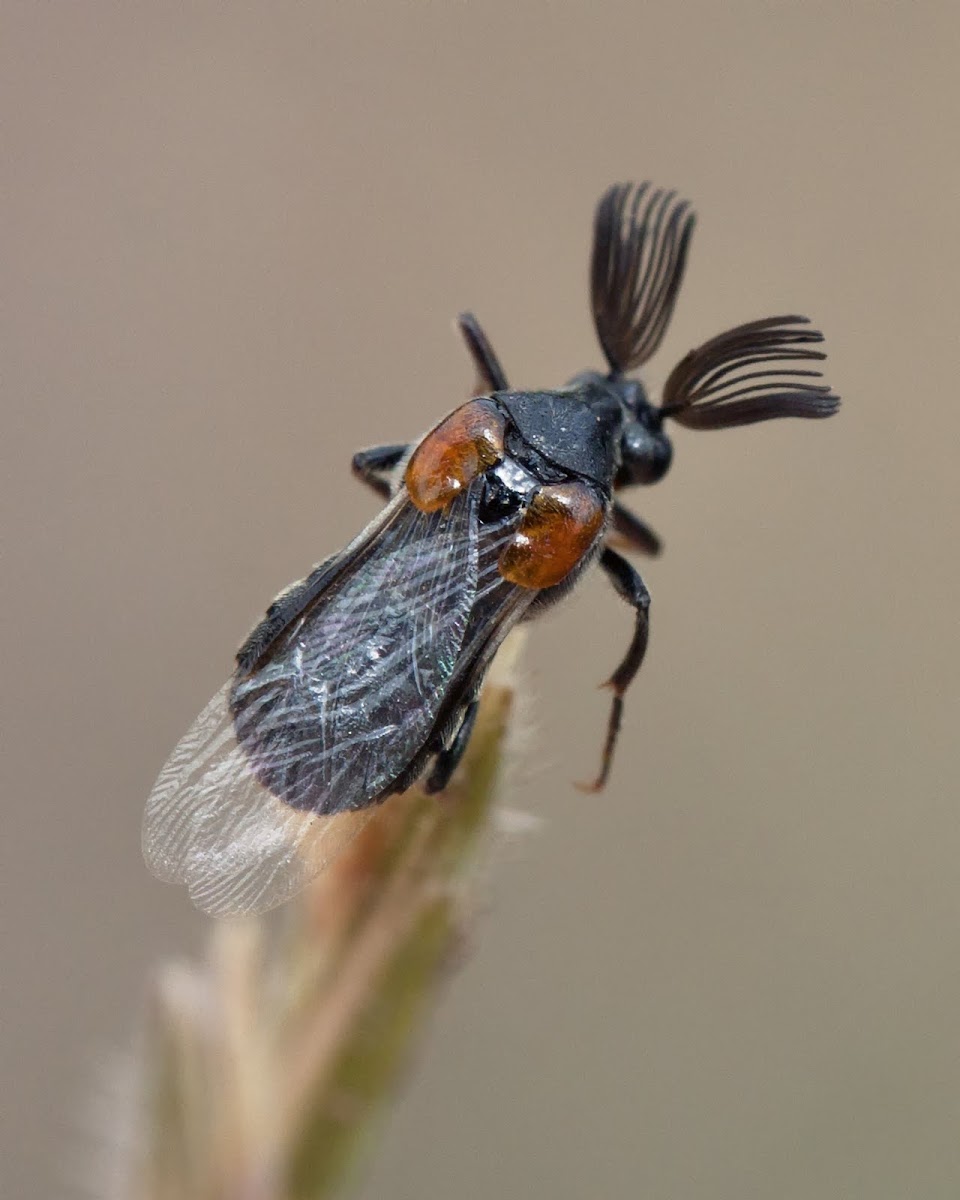 Wedge-shaped beetle