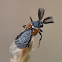 Wedge-shaped beetle