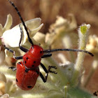 Longhorn Milkweed Beetle