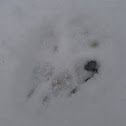 Coyote track in the snow