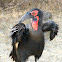 Southern Ground-Hornbill