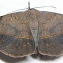 Variable Metallata Moth