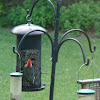 Red-bellied Woodpecker