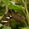 Sphinx Moth Caterpillar