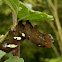 Sphinx Moth Caterpillar