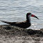 Black Skimmer