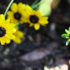 Black Eyed Susan