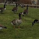 Canada x Greater White-fronted Goose hybrid