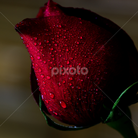 by Md Mamunur Rahman - Flowers Single Flower