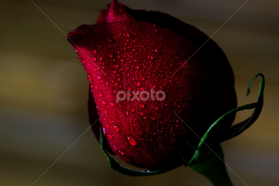 by Md Mamunur Rahman - Flowers Single Flower