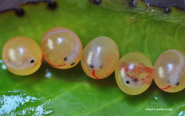 Fertile Eggs of Sea Catfish - Uq2BqYmmbuD8YpDVyujP5EllpuRRahO1FAWlmLO7CrejNtURMIitA51XjQb6ZRo5XF3fEuqRRZmcahkPSQiS=s600