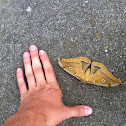 Polyphemus moth (female)