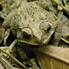 Southeast Asian Toad, Asian Common Toad, Spectacled Toad