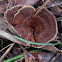 Fairy Stool-Coltricia