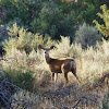 California Mule deer