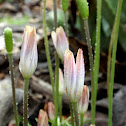 Wood Anemone