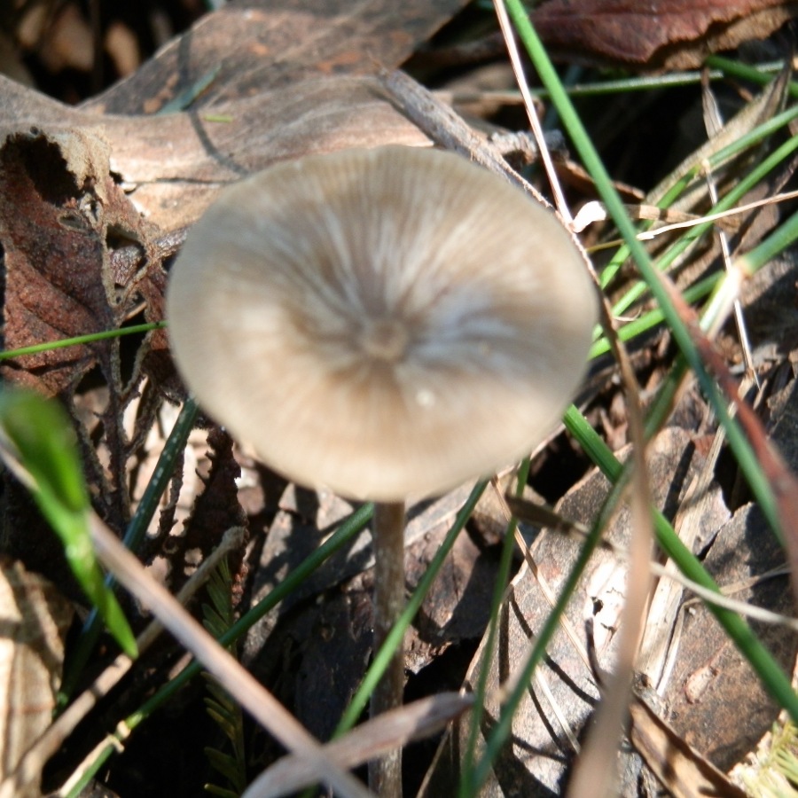 olive-green mushroom