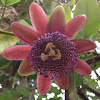 Passiflora (maracuya)