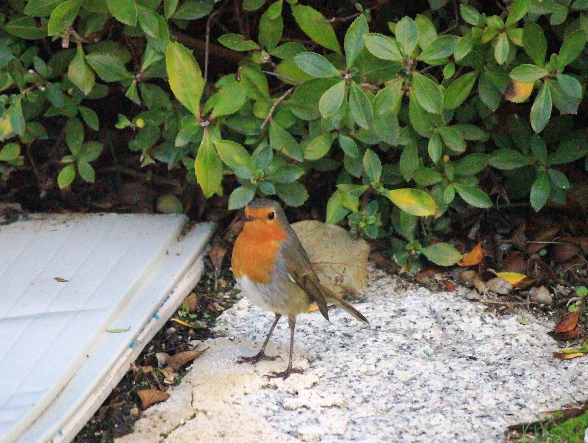 European Robin