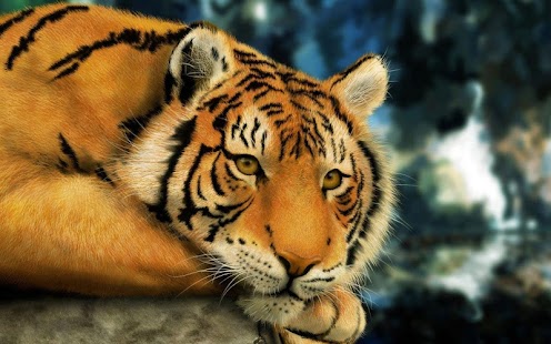 Moody Tiger