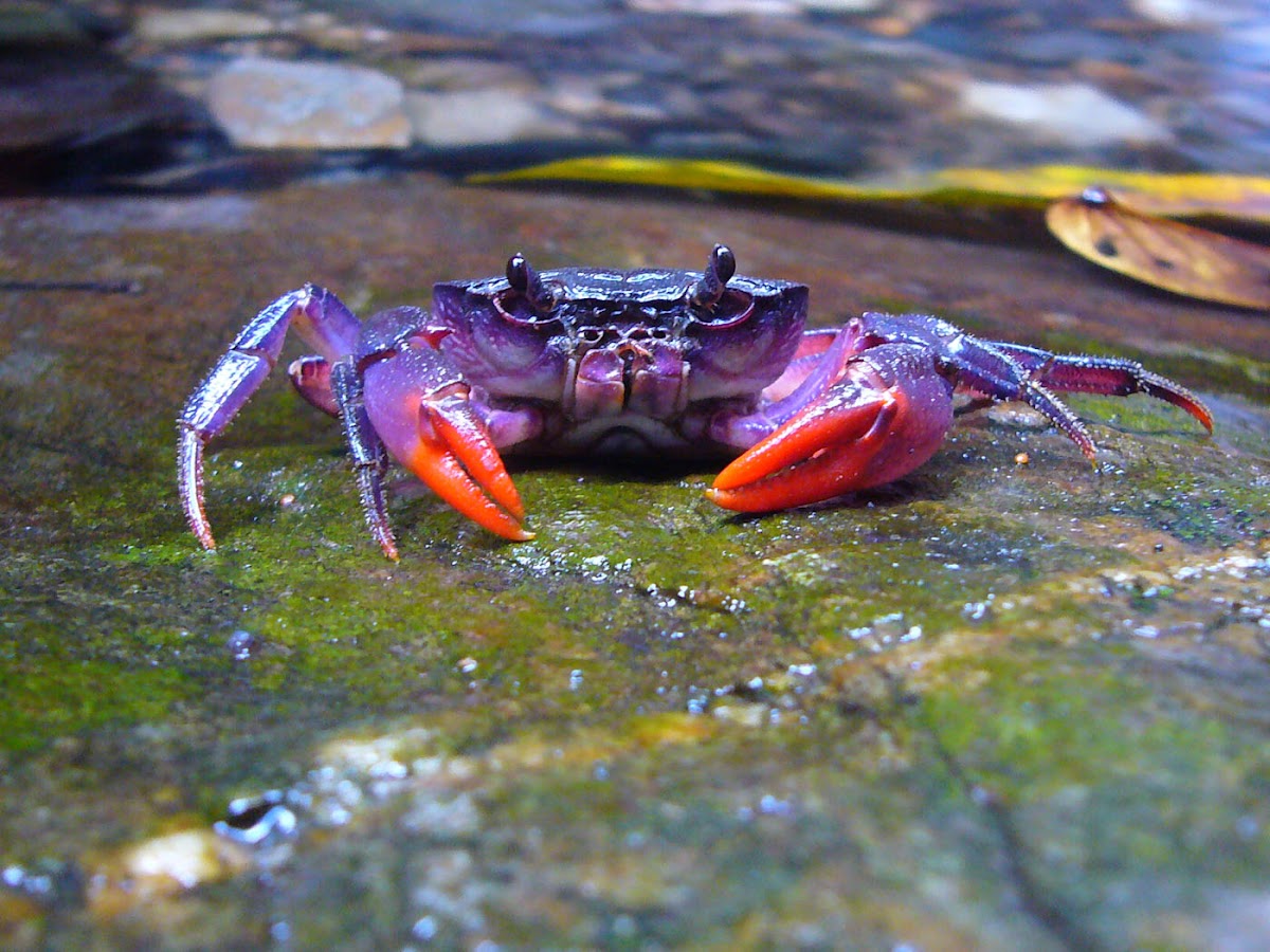 Freshwater Purple Crab