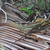 Common Basilisk Lizard (Jesus Christ Lizards)