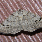 Pale-veined Isturgia Moth - Hodges#6419