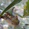 Treehopper mating