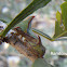 Treehopper mating