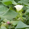 cotton flower