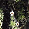 Birds nest fungi