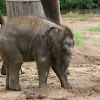 African Elephant