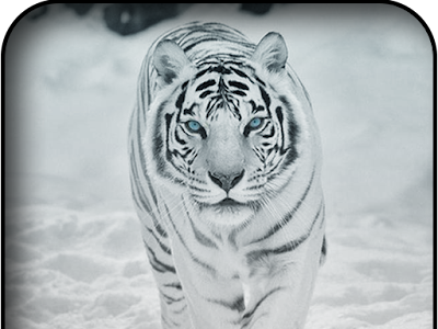 √70以上 ホワイトタイガー 壁紙 iphone 181527