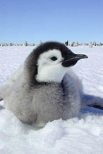 Penguin and Dolphin Wallpaper Screenshots 15