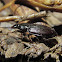 Carabid beetle and parasitic fungi