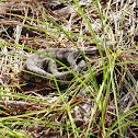 Timber rattlesnake