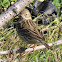 Meadow Pipit; Bisbita Común