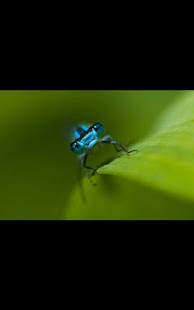 Download Photos Insects Live Wallpaper APK for Android