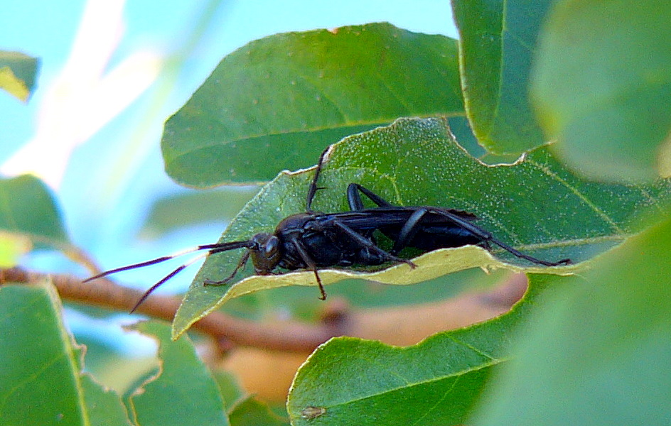 Unknown wasp