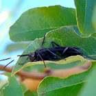 Unknown wasp