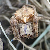 Starbellied orbweaver (male)
