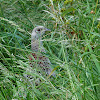 Common pheasant