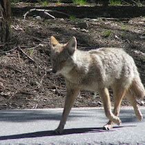 Coyotes In San Diego County
