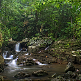 GREEN by Sim Sherina - Landscapes Forests