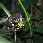 Cairns Birdwing