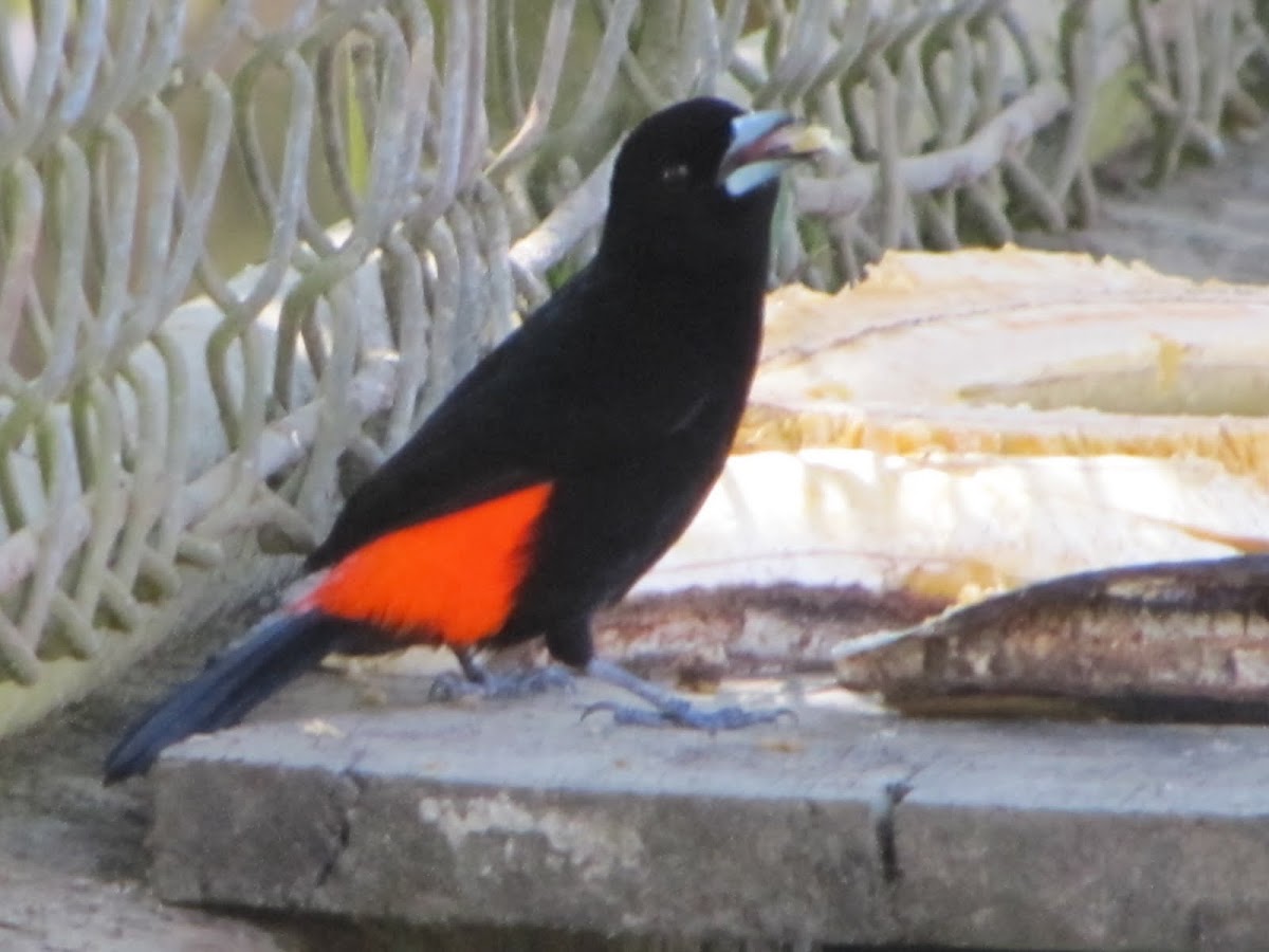 Cherrie's tanager