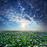 Knee High in July by Phil Koch -  