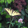 Tiger Swallowtail- Eastern